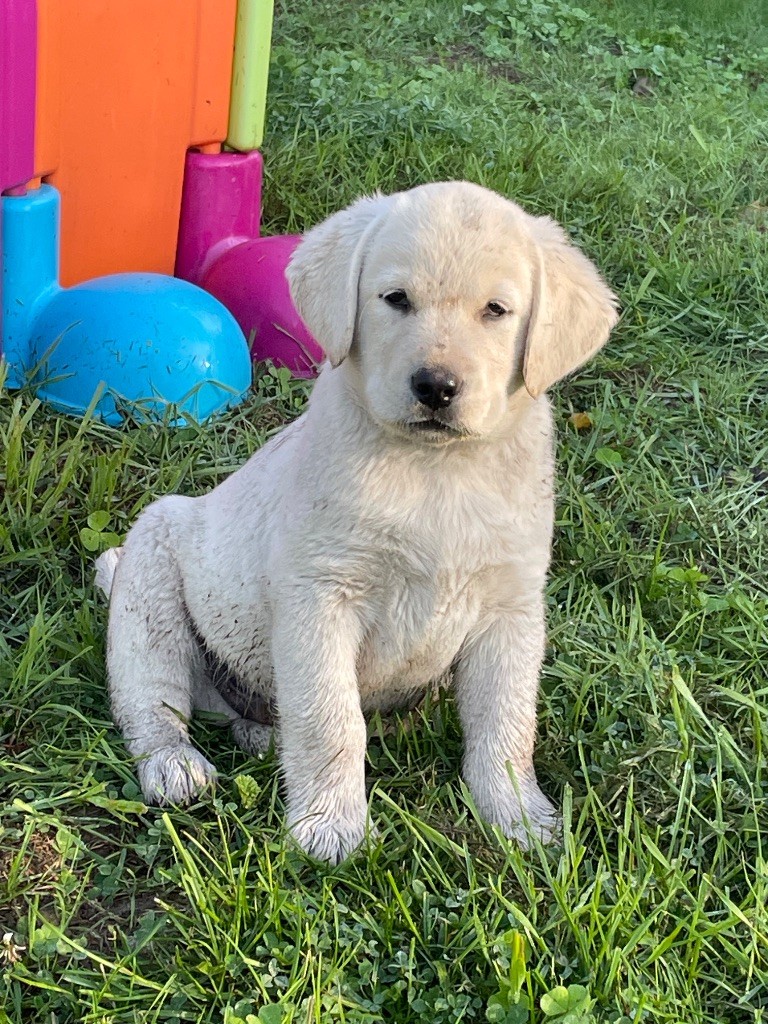 Du Moulin Sault - Chiots disponibles - Labrador Retriever