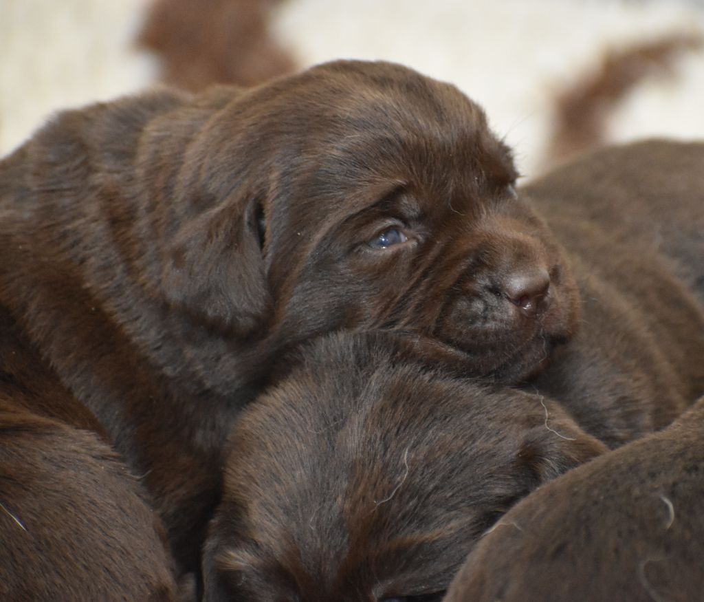 Du Moulin Sault - Chiots disponibles - Labrador Retriever