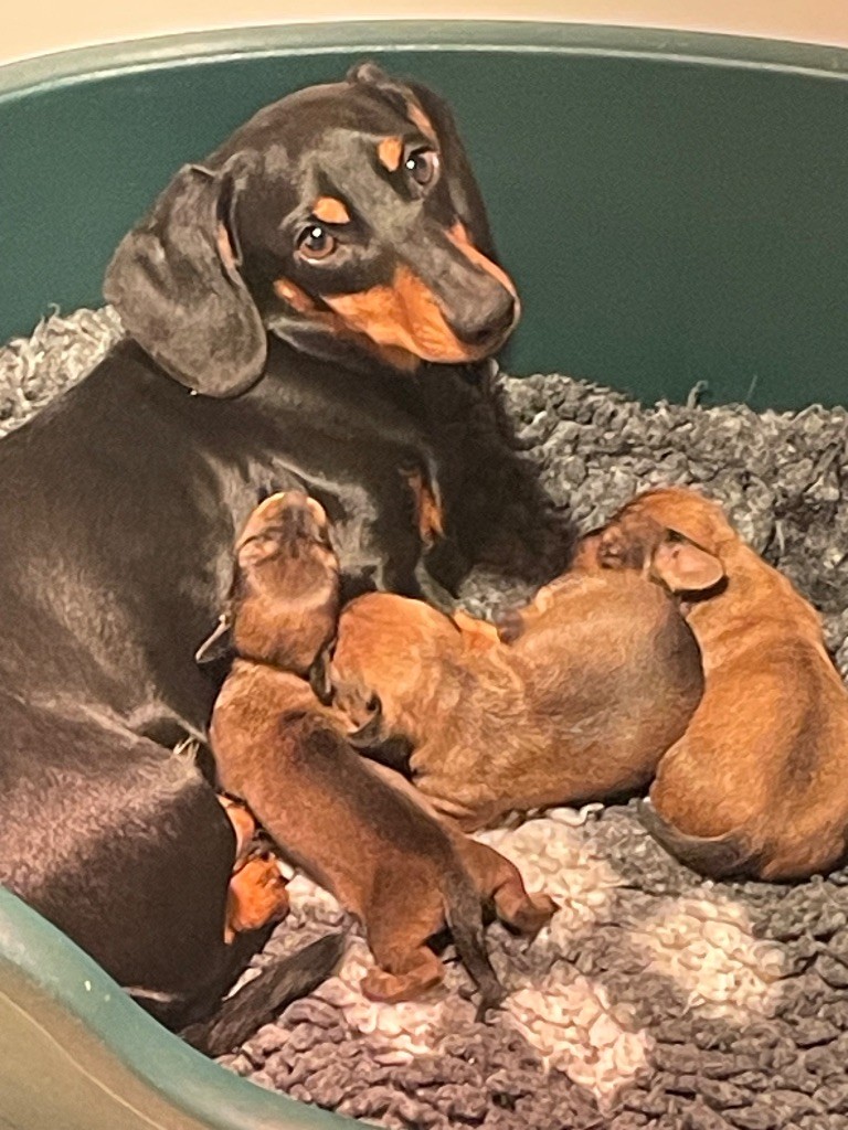 Du Moulin Sault - Chiots disponibles - Teckel poil ras