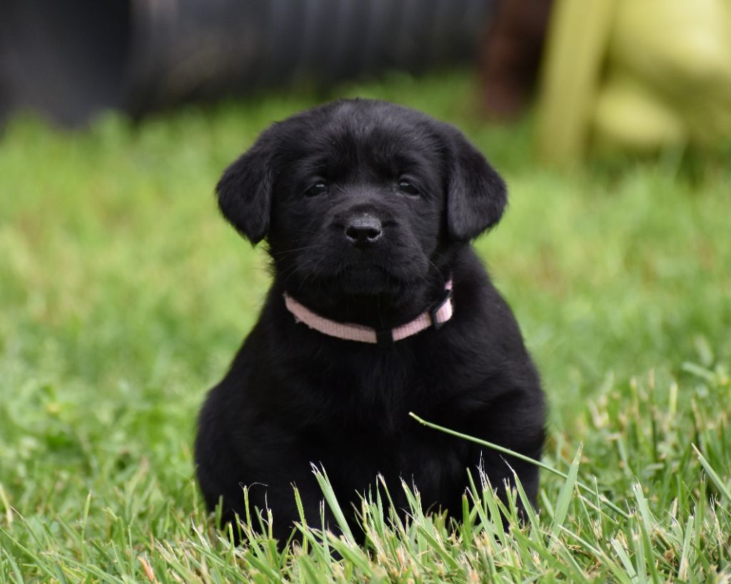 Du Moulin Sault - Chiots disponibles - Labrador Retriever