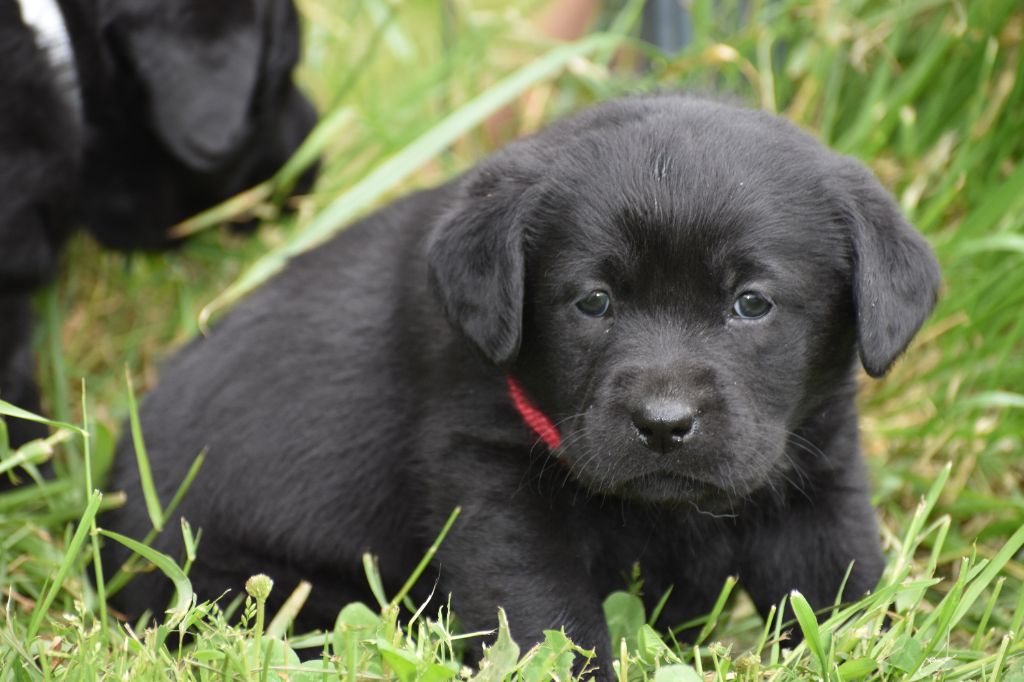 Du Moulin Sault - Chiots disponibles - Labrador Retriever