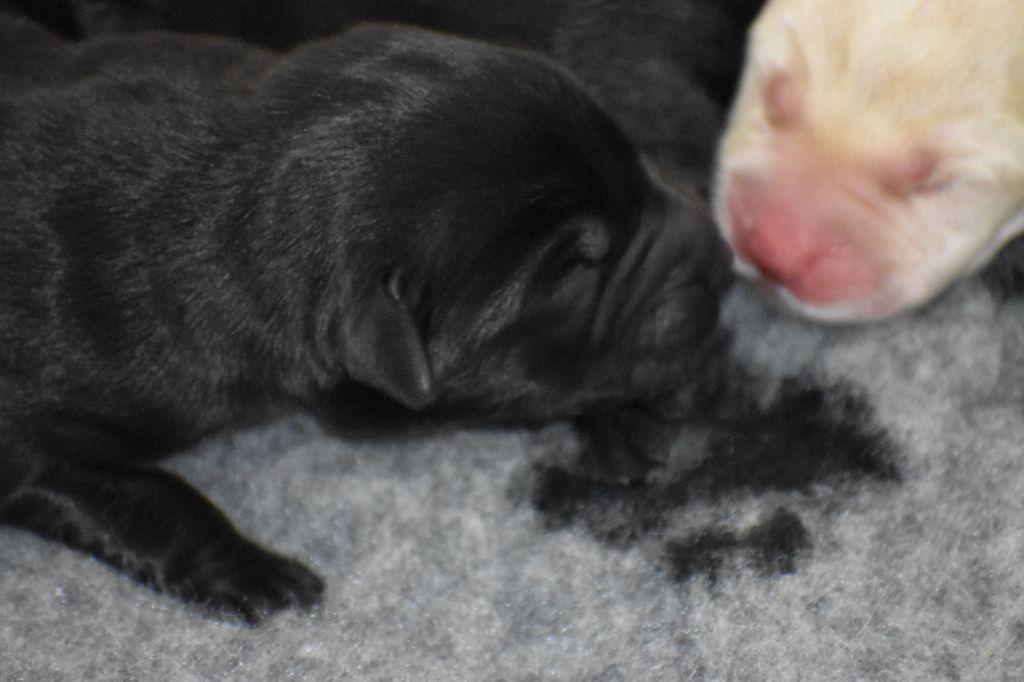 Du Moulin Sault - Chiots disponibles - Labrador Retriever