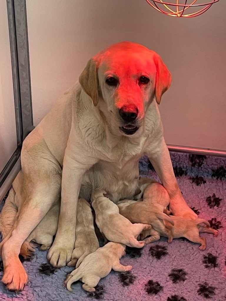 Du Moulin Sault - Chiots disponibles - Labrador Retriever