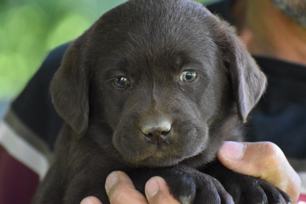 Du Moulin Sault - Chiots disponibles - Labrador Retriever
