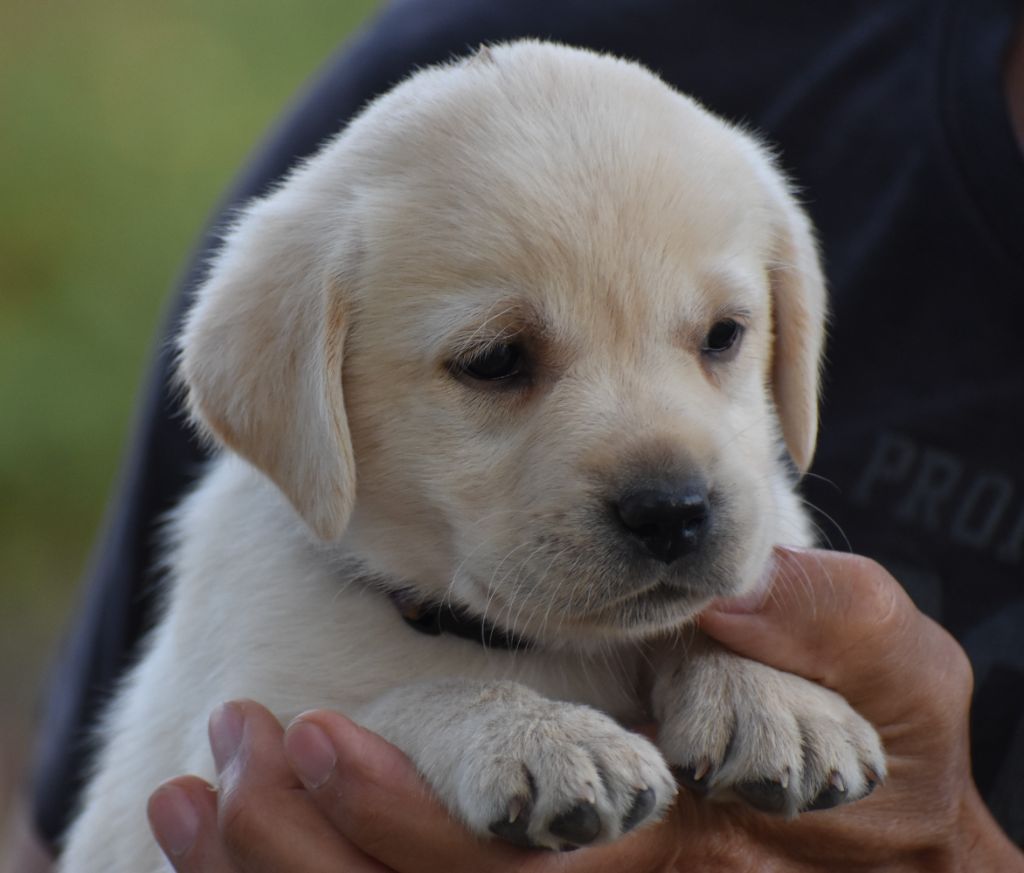 Du Moulin Sault - Labrador Retriever - Portée née le 27/07/2025