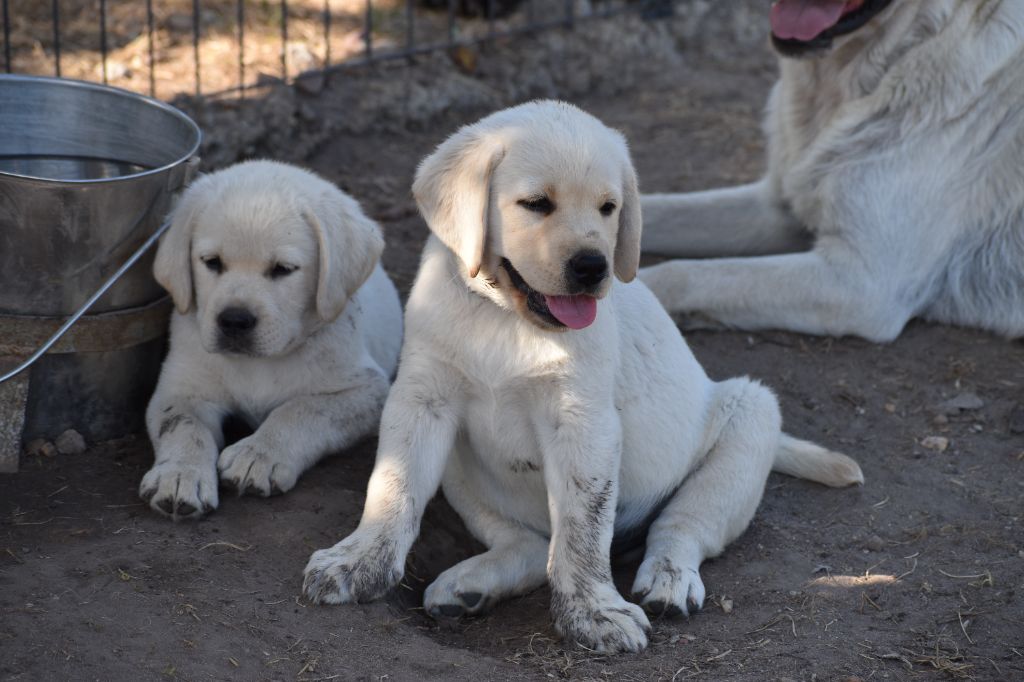Du Moulin Sault - Chiots disponibles - Labrador Retriever