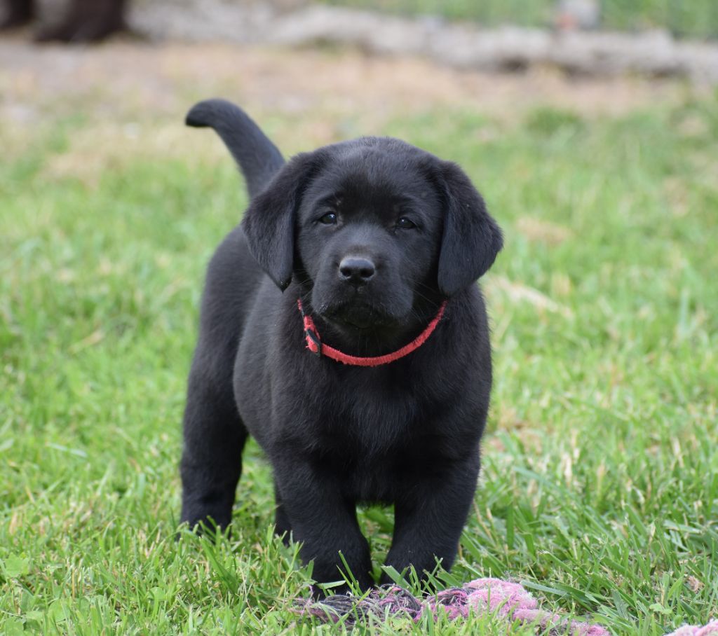 Du Moulin Sault - Chiots disponibles - Labrador Retriever