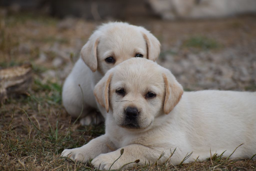 Du Moulin Sault - Chiots disponibles - Labrador Retriever