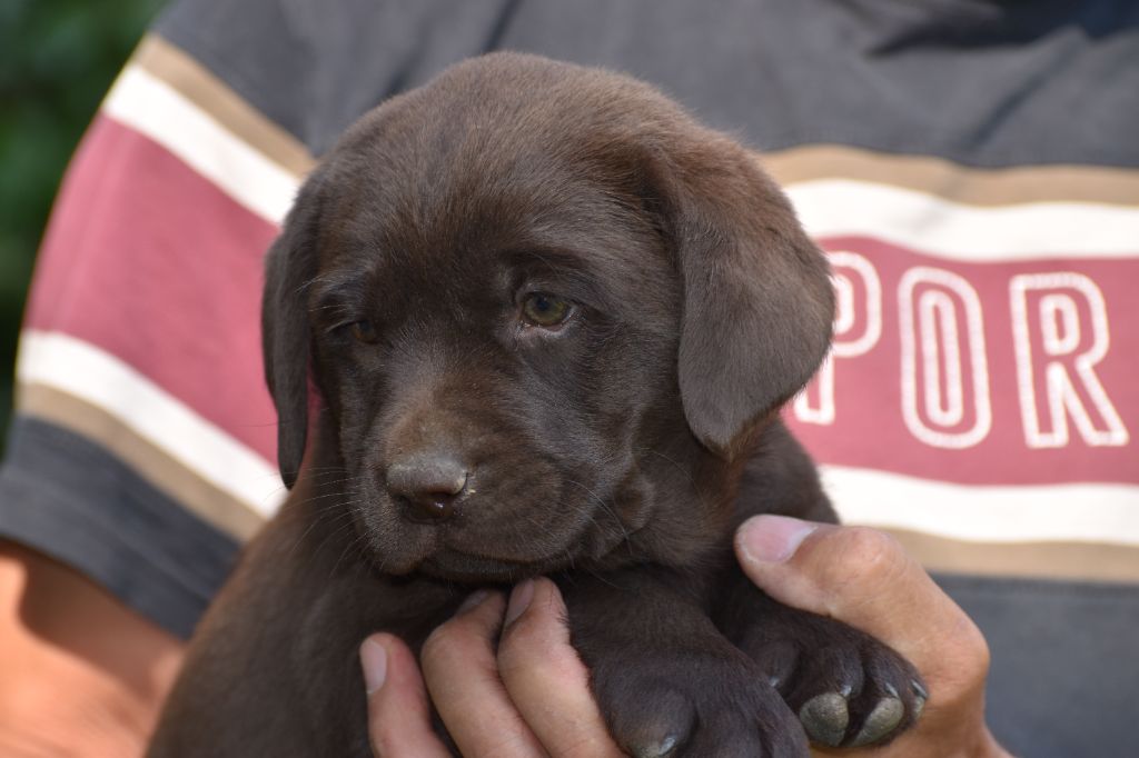 Du Moulin Sault - Chiots disponibles - Labrador Retriever