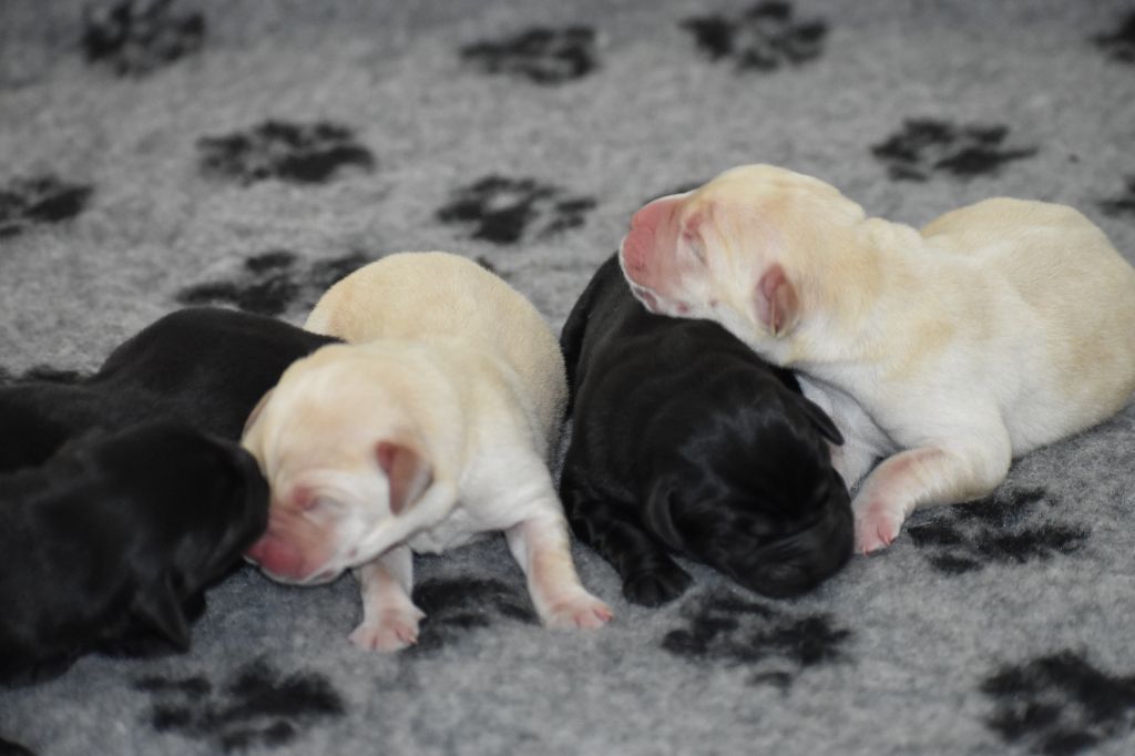 Du Moulin Sault - Chiots disponibles - Labrador Retriever