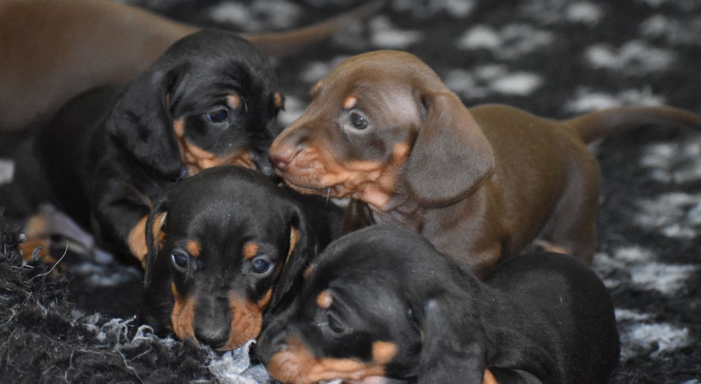 Chiot Teckel poil ras Du Moulin Sault
