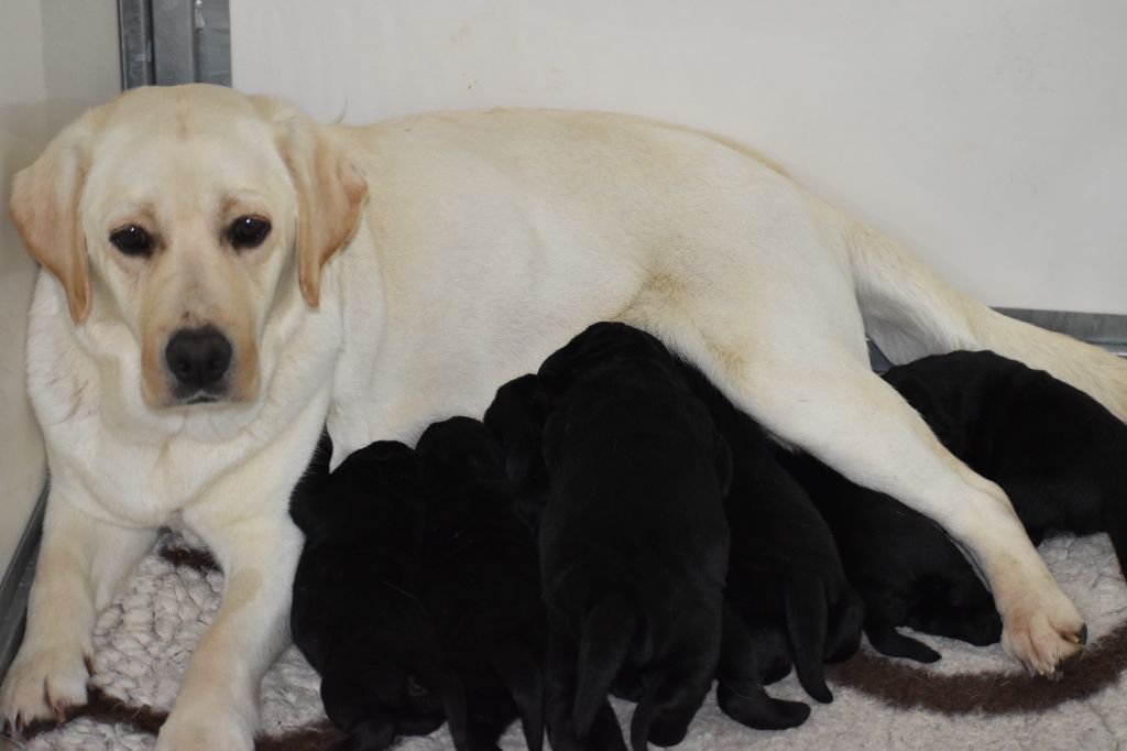 Du Moulin Sault - Chiots disponibles - Labrador Retriever