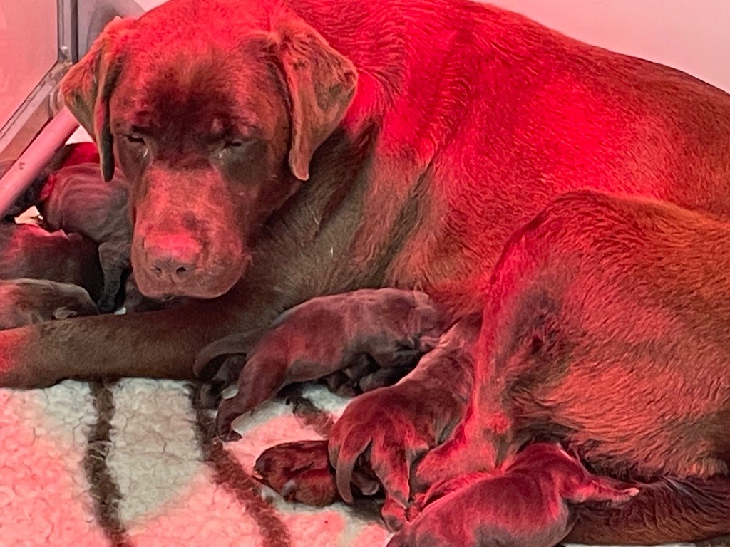 Chiot Labrador Retriever Du Moulin Sault