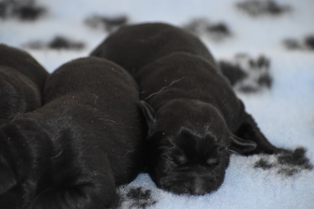 Du Moulin Sault - Chiots disponibles - Labrador Retriever