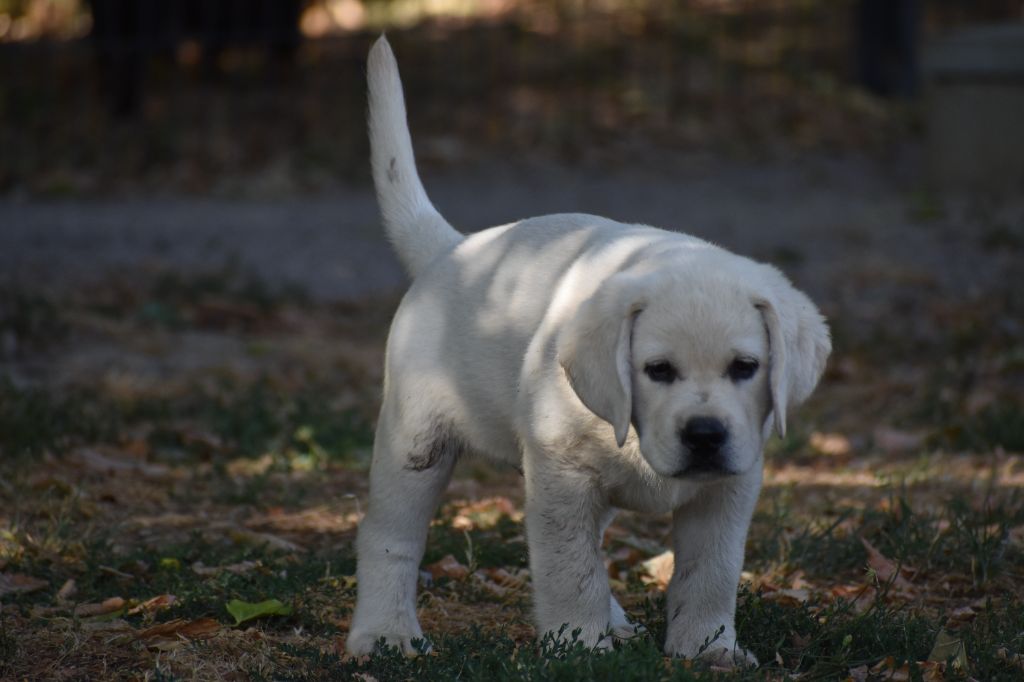Du Moulin Sault - Chiots disponibles - Labrador Retriever