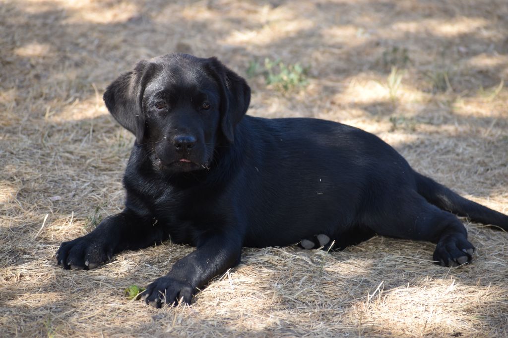 Du Moulin Sault - Chiots disponibles - Labrador Retriever
