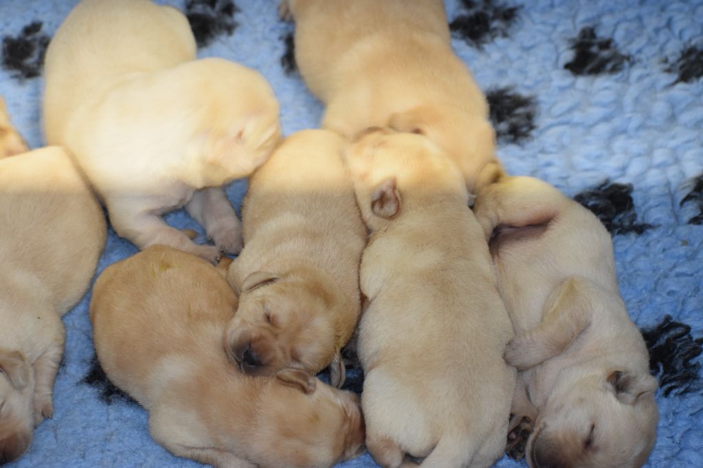 Du Moulin Sault - Chiots disponibles - Labrador Retriever