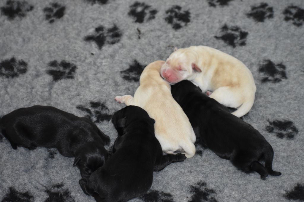 Du Moulin Sault - Chiots disponibles - Labrador Retriever