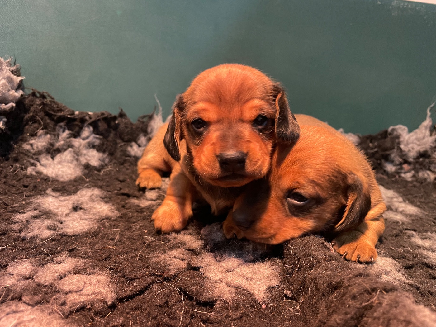 Du Moulin Sault - Chiots disponibles - Teckel poil ras