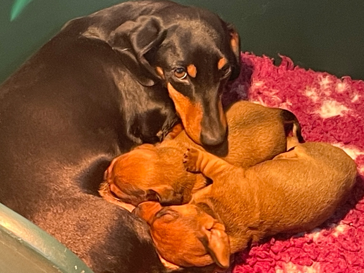 Du Moulin Sault - Teckel poil ras - Portée née le 08/11/2025