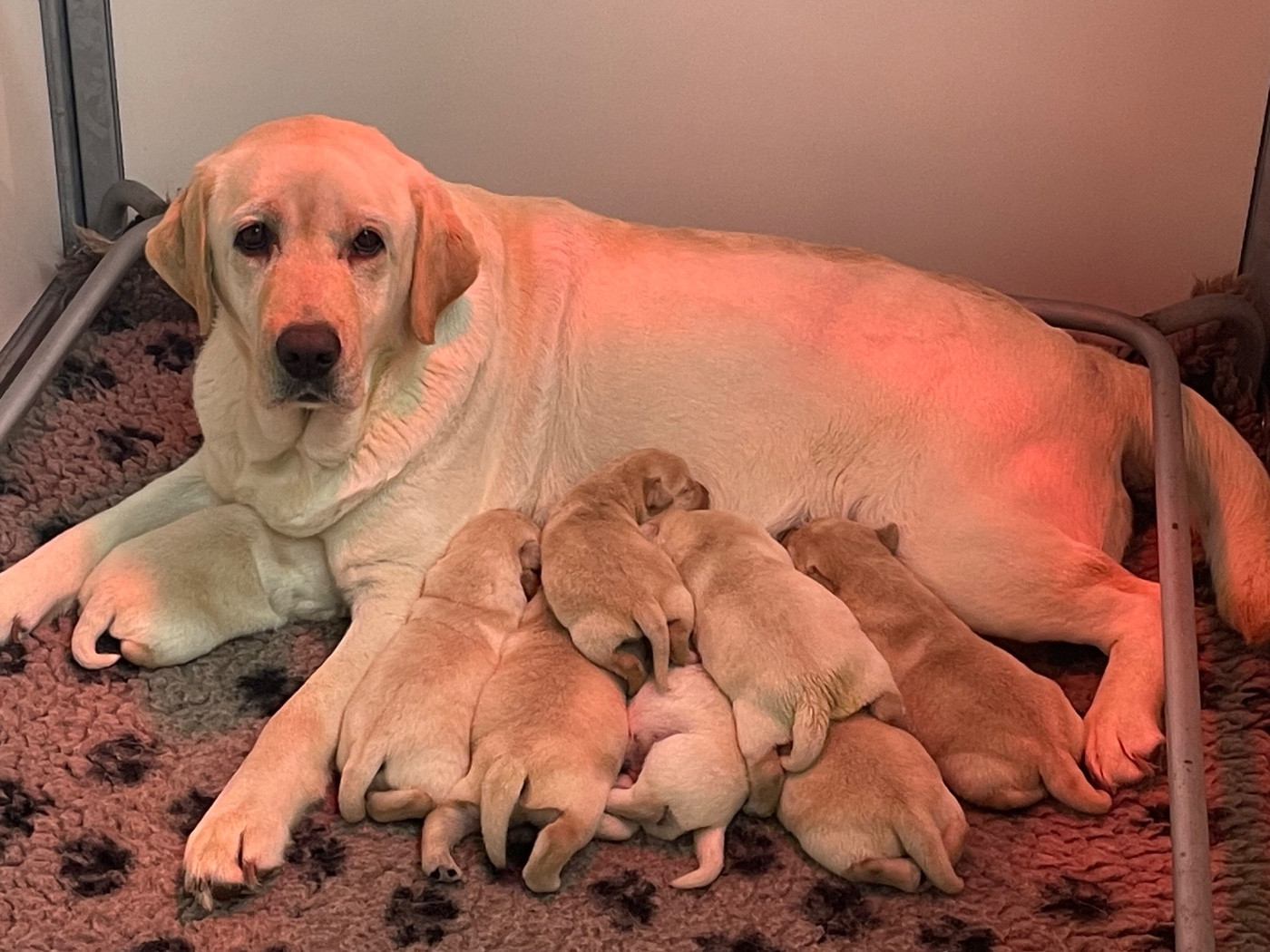 Du Moulin Sault - Labrador Retriever - Portée née le 17/11/2025