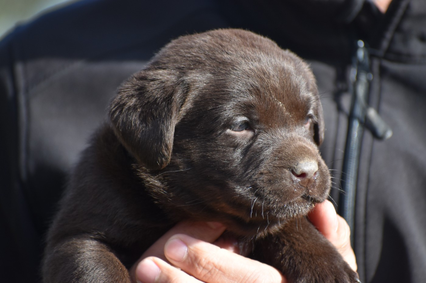Du Moulin Sault - Chiots disponibles - Labrador Retriever