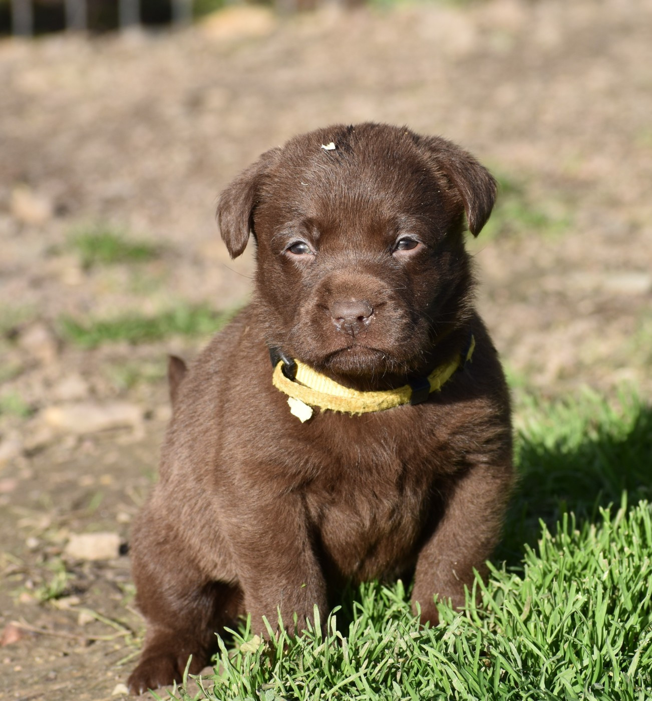 Du Moulin Sault - Chiots disponibles - Labrador Retriever