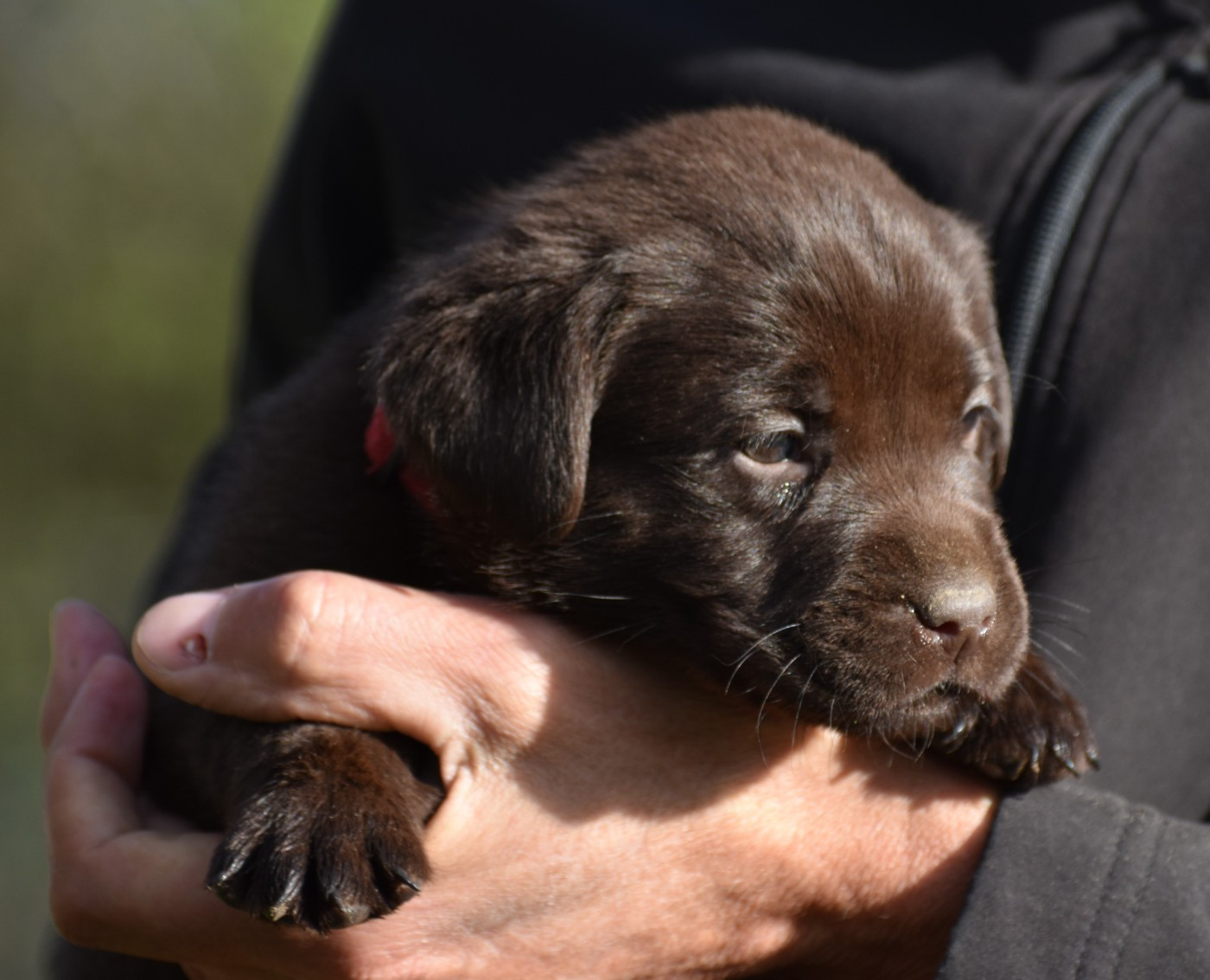 Du Moulin Sault - Chiots disponibles - Labrador Retriever