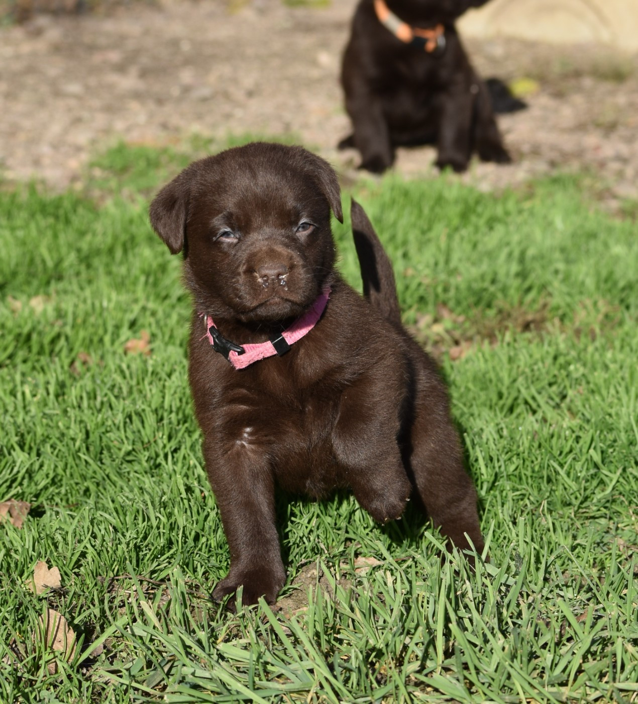 Du Moulin Sault - Chiots disponibles - Labrador Retriever