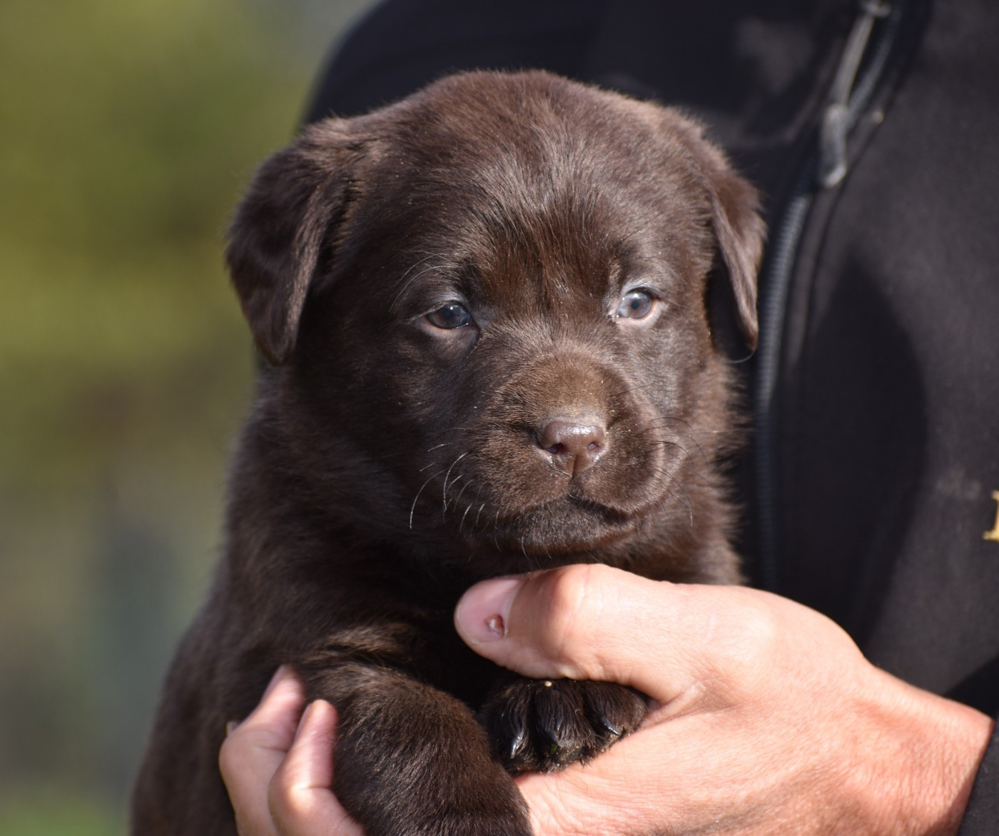 Du Moulin Sault - Chiots disponibles - Labrador Retriever