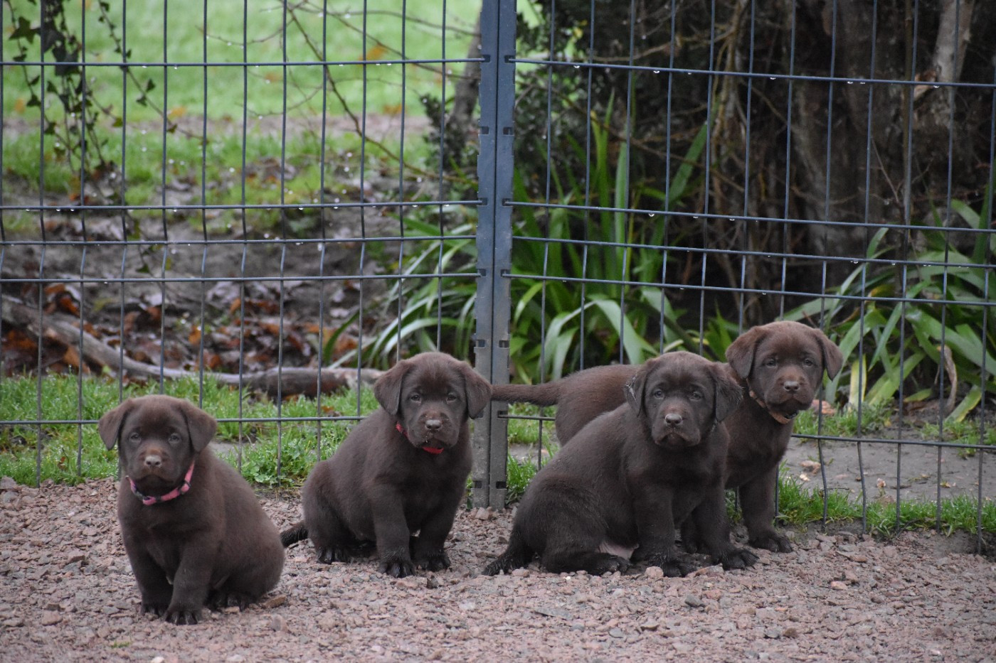 Du Moulin Sault - Labrador Retriever - Portée née le 28/10/2025