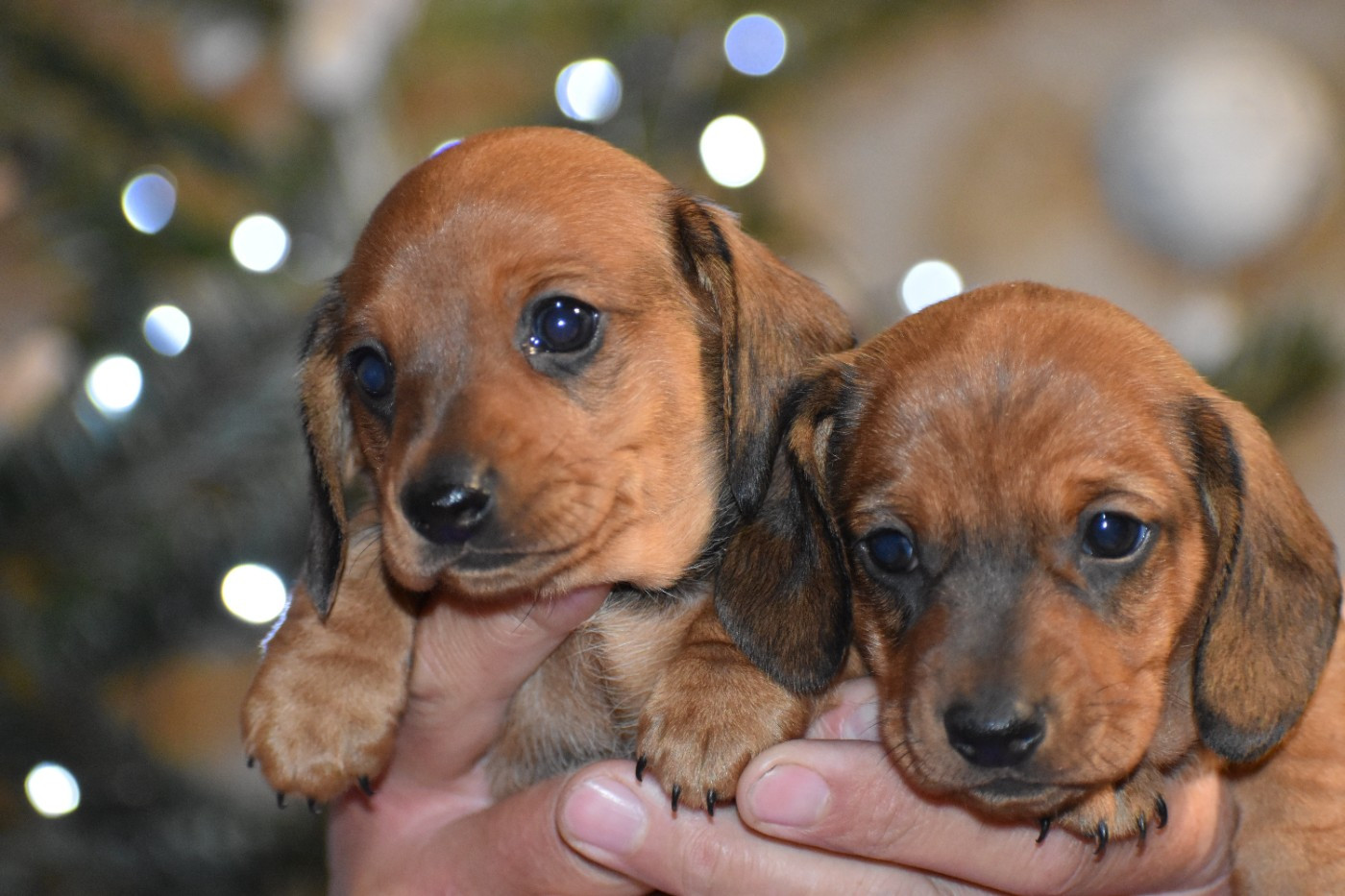 Du Moulin Sault - Teckel poil ras - Portée née le 08/11/2025