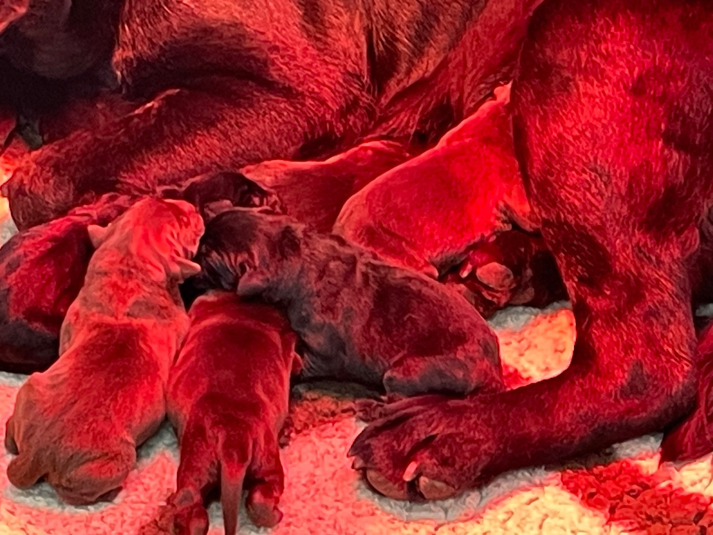 Du Moulin Sault - Chiots disponibles - Labrador Retriever