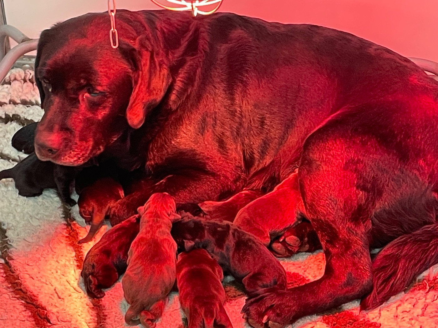 Du Moulin Sault - Chiots disponibles - Labrador Retriever