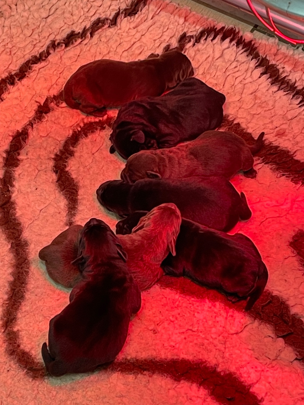 Du Moulin Sault - Chiots disponibles - Labrador Retriever