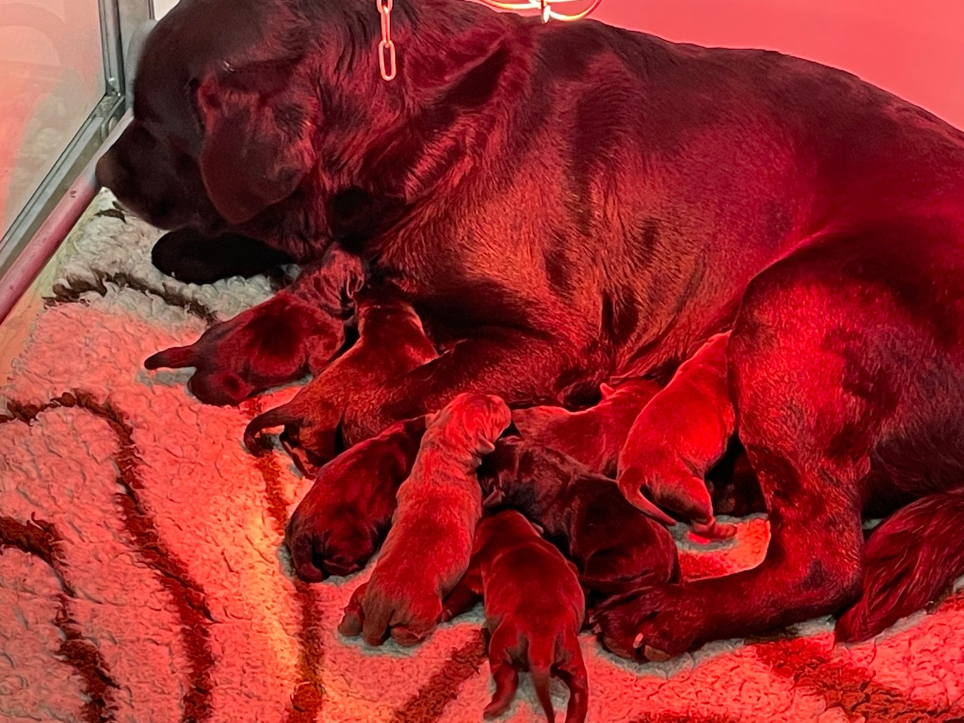 Du Moulin Sault - Chiots disponibles - Labrador Retriever