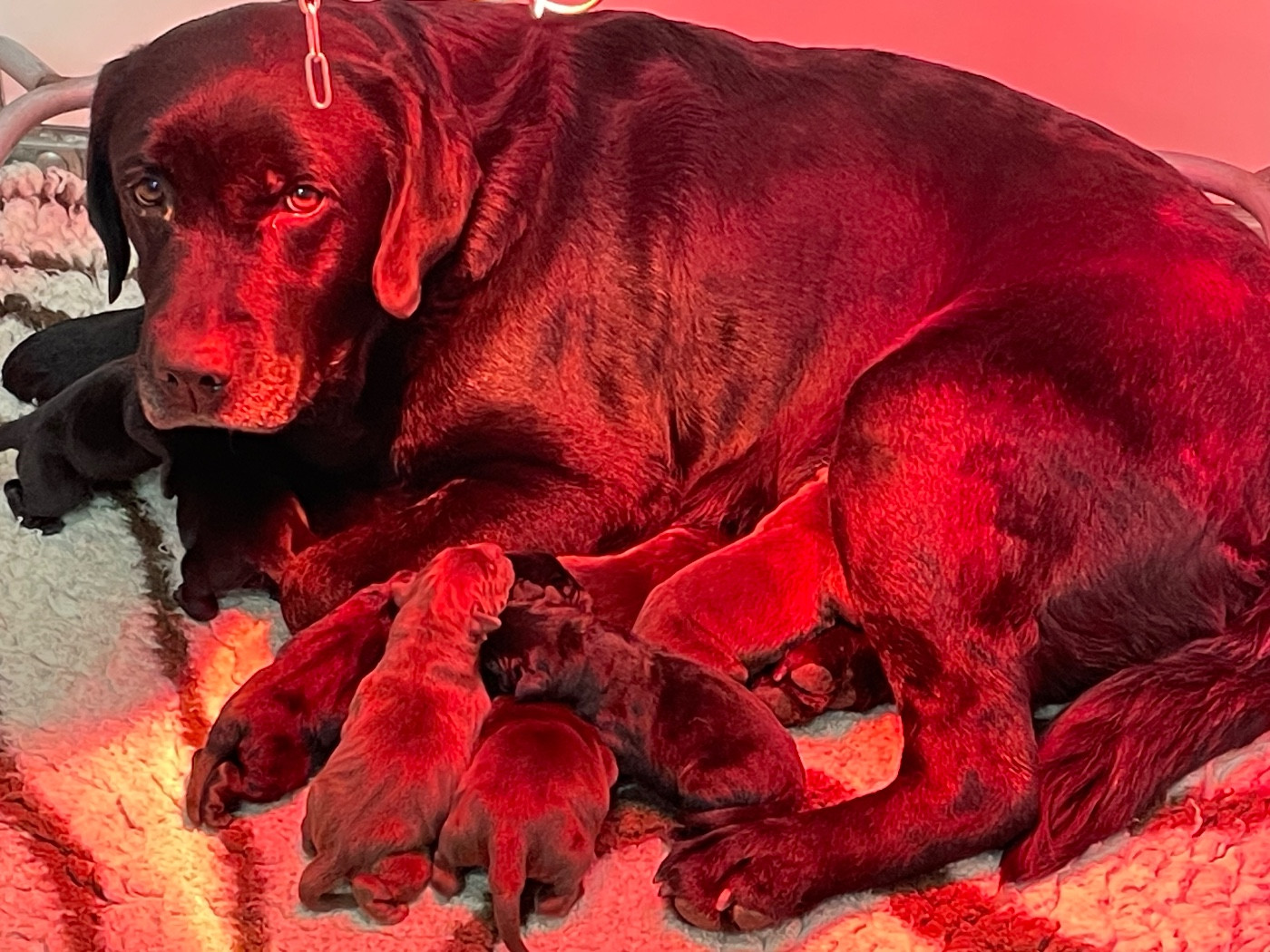 Du Moulin Sault - Chiots disponibles - Labrador Retriever