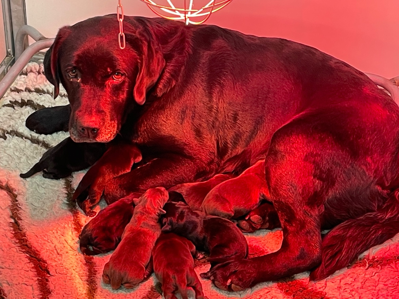 Du Moulin Sault - Chiots disponibles - Labrador Retriever