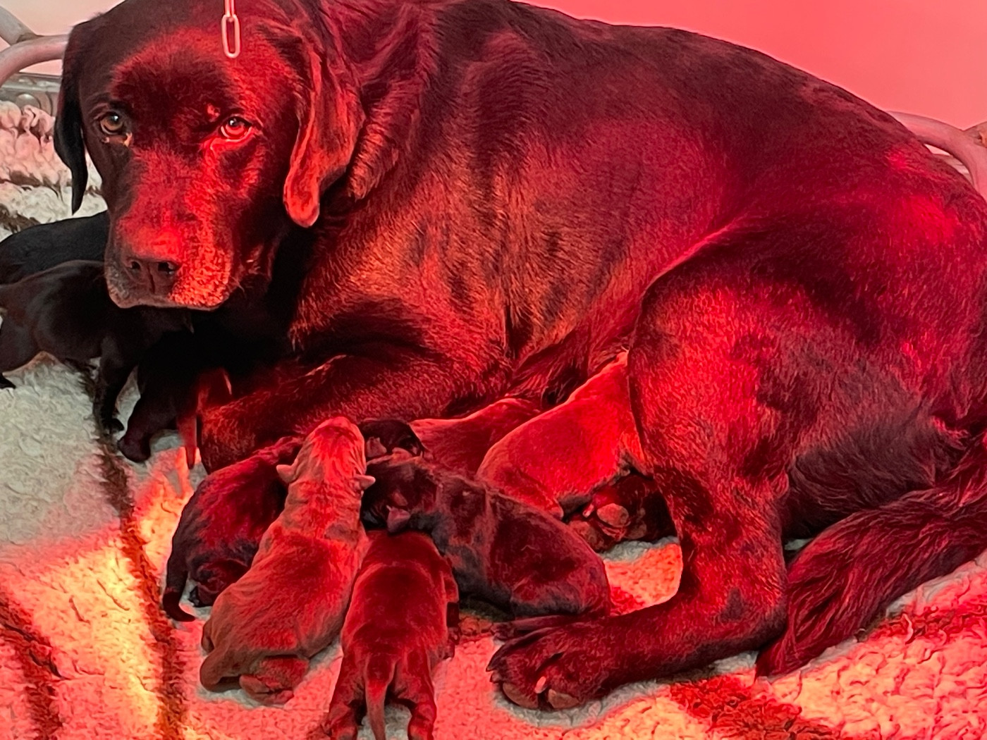 Chiot Labrador Retriever Du Moulin Sault