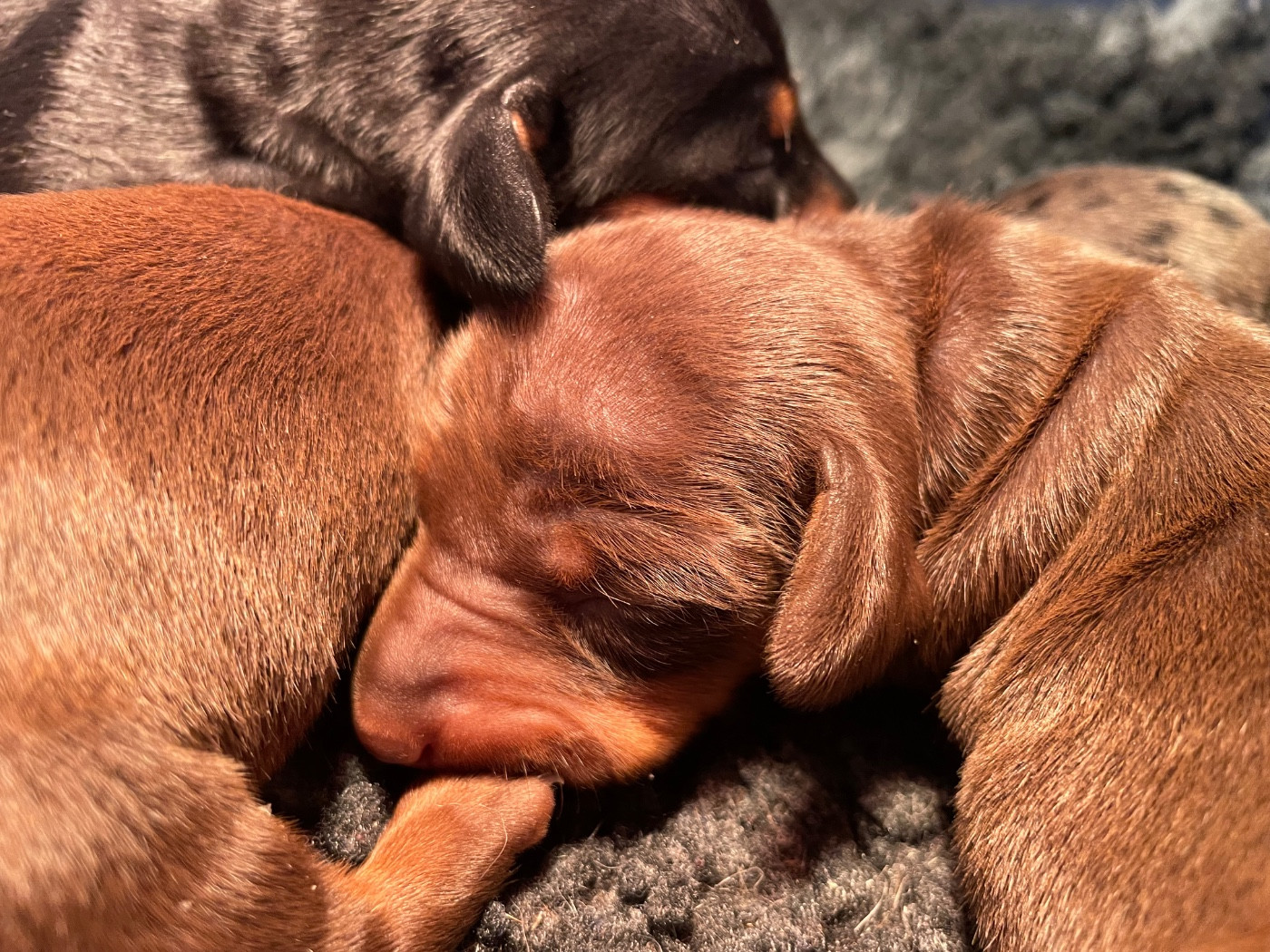 Du Moulin Sault - Chiots disponibles - Teckel poil ras