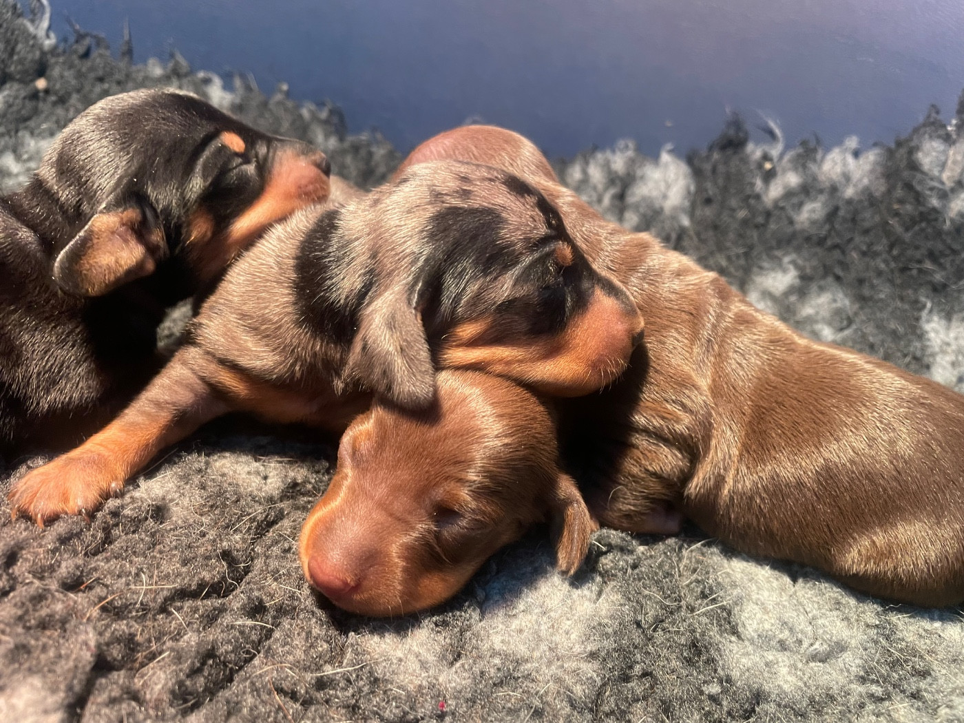 Du Moulin Sault - Chiots disponibles - Teckel poil ras