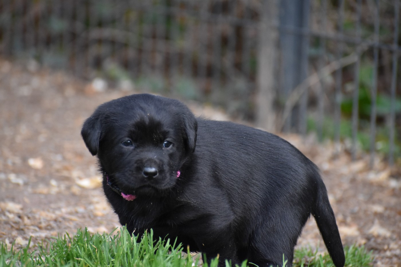 Du Moulin Sault - Chiots disponibles - Labrador Retriever