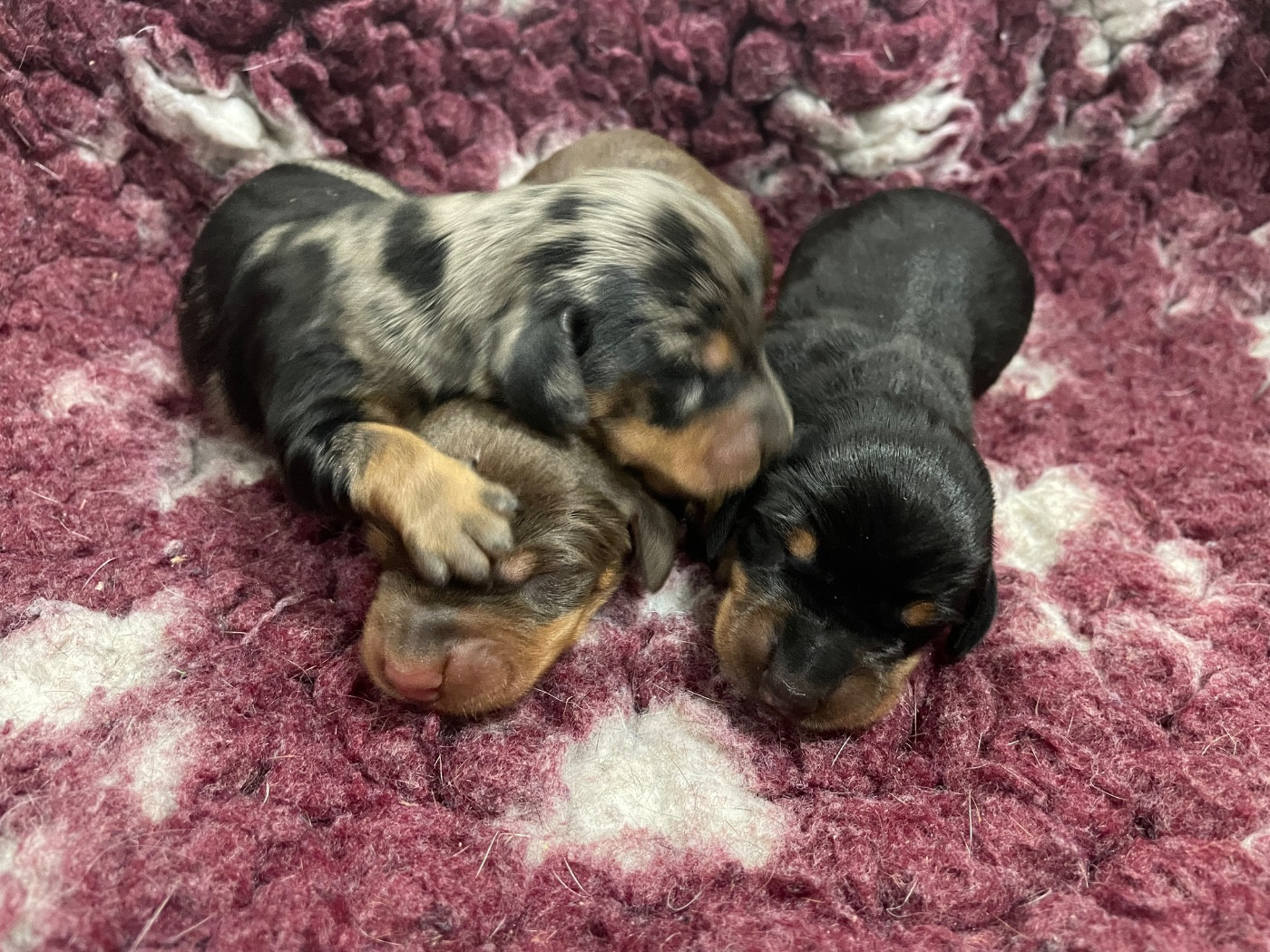 Du Moulin Sault - Chiots disponibles - Teckel poil ras