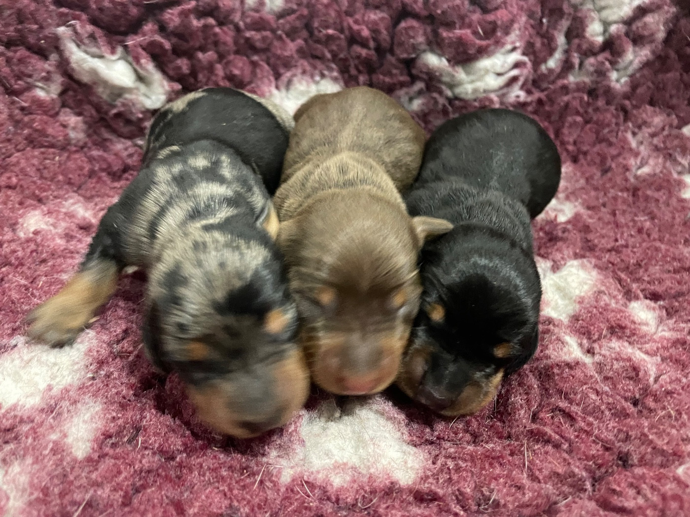 Du Moulin Sault - Chiots disponibles - Teckel poil ras