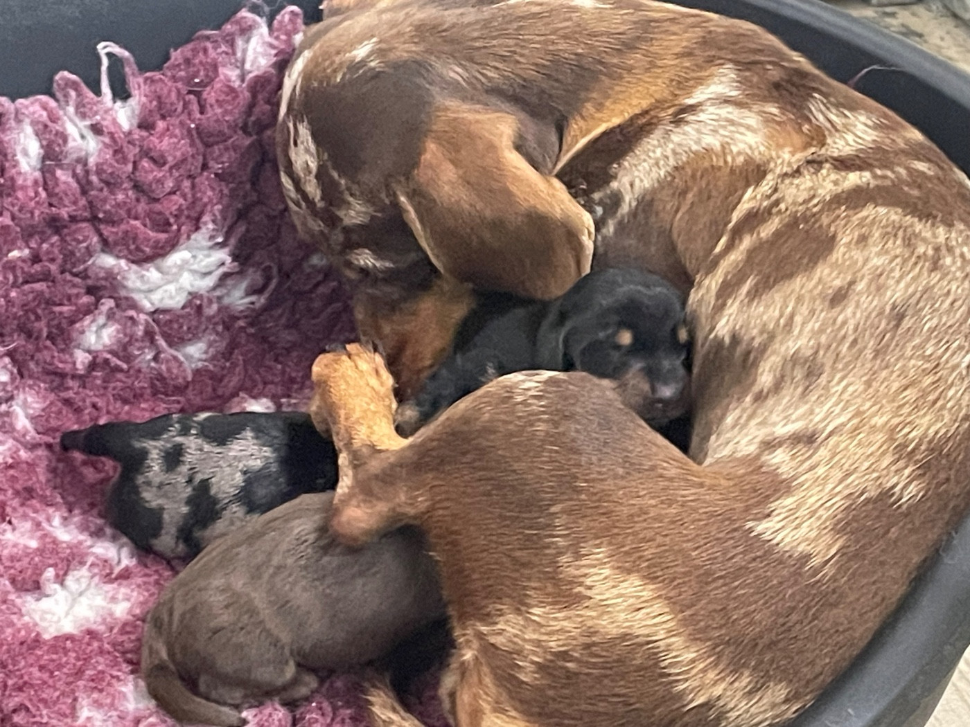 Du Moulin Sault - Teckel poil ras - Portée née le 01/02/2026