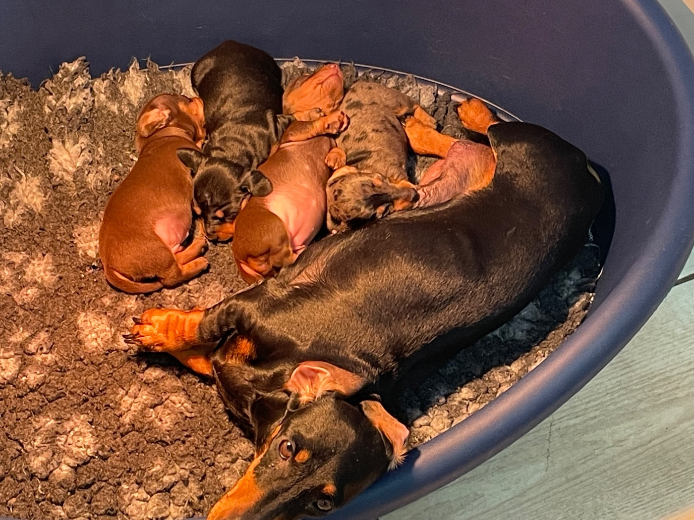 Chiot Teckel poil ras Du Moulin Sault