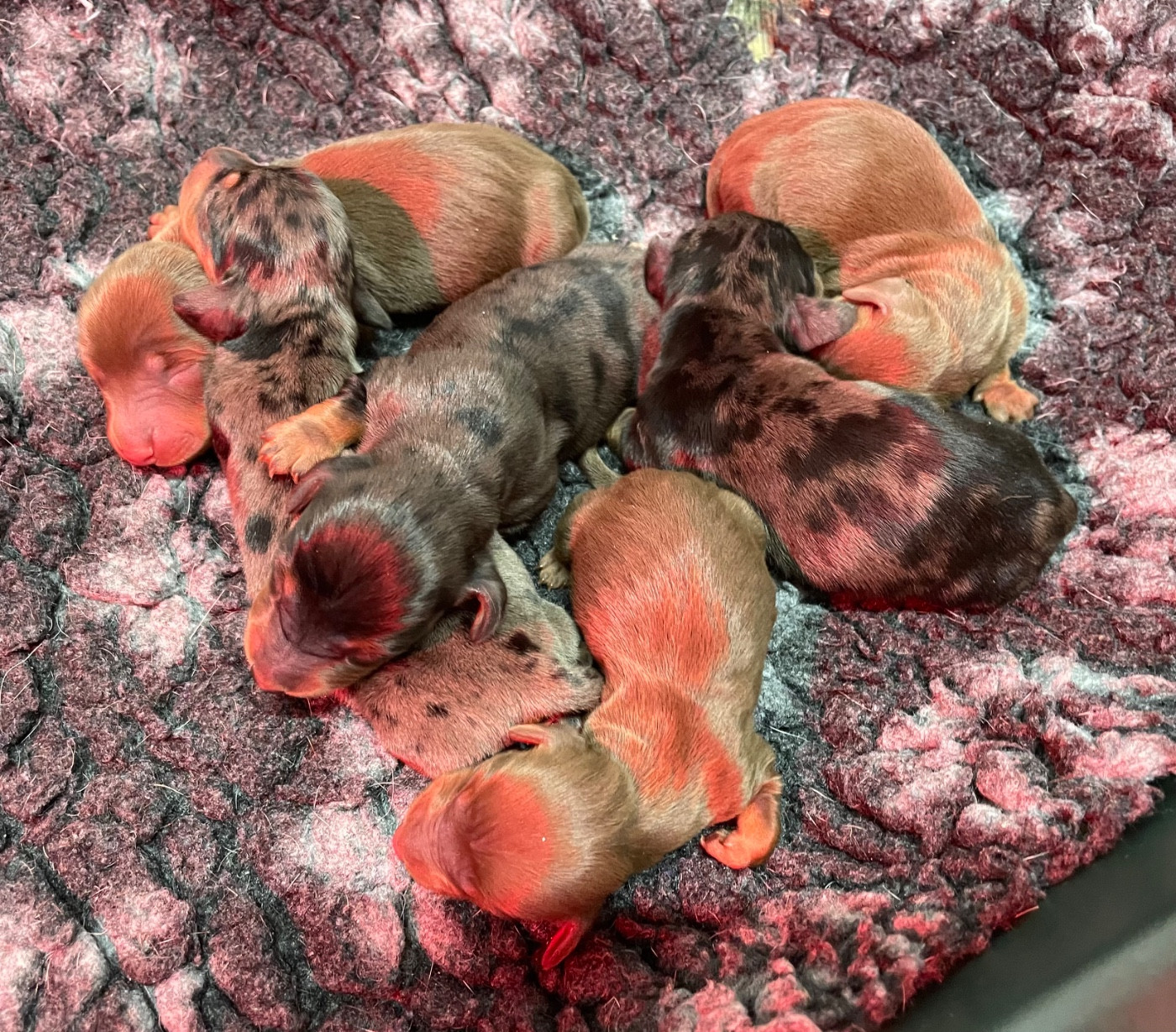 Chiot Teckel poil ras Du Moulin Sault