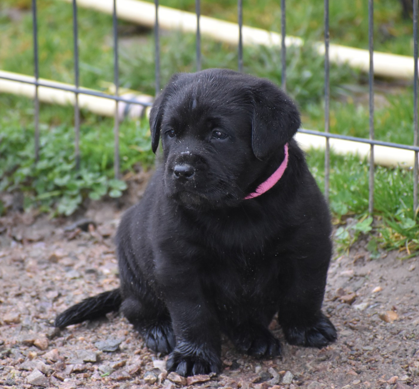 Du Moulin Sault - Chiots disponibles - Labrador Retriever
