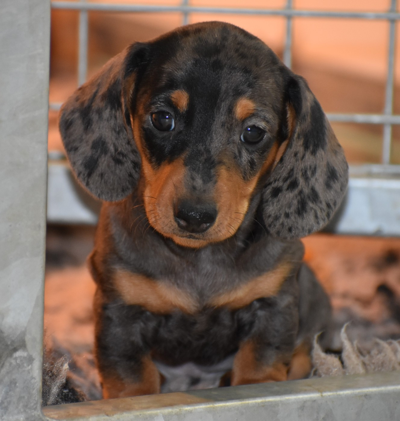 Du Moulin Sault - Teckel poil ras - Portée née le 20/01/2026