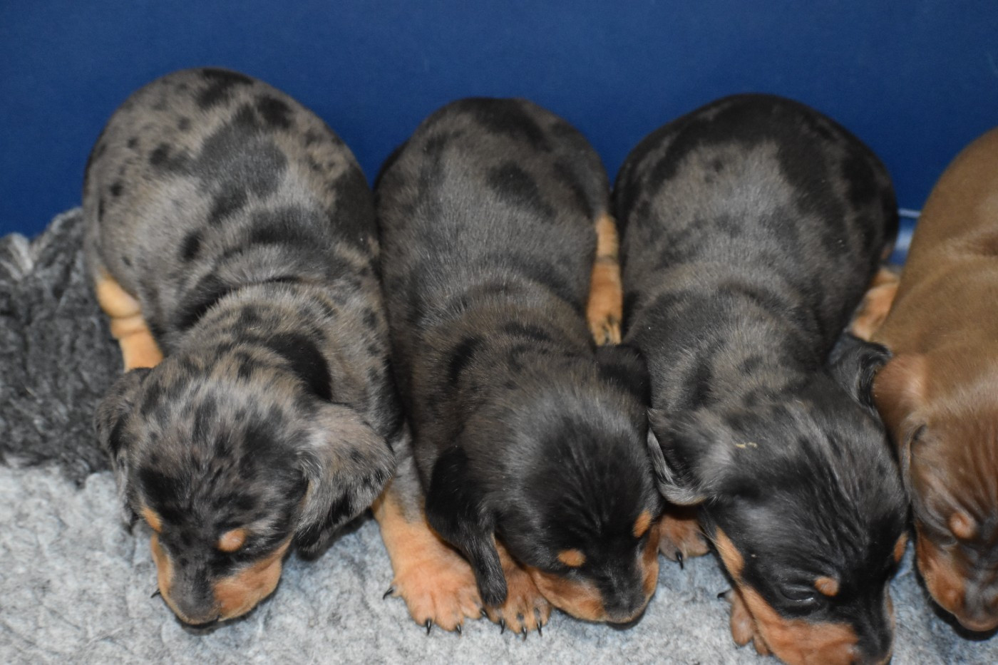Du Moulin Sault - Chiots disponibles - Teckel poil ras
